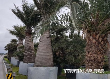 Bakıda 10-20 min manatlıq ağaclar alıb "cənnət bağları" salanlar hara yoxa çıxıb...