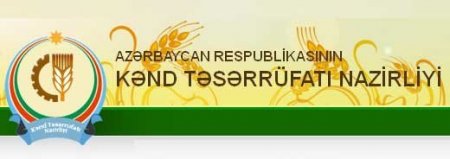 Gədəbəydə kartof zirzəmilərdə çürüyür, Bakı bazarlarında isə…