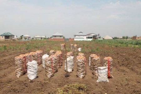Gədəbəydə kartof zirzəmilərdə çürüyür, Bakı bazarlarında isə…