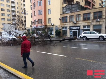Bakının mərkəzində güclü külək ağacı yola aşırıb