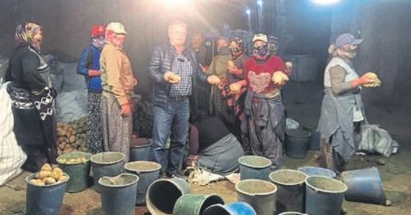 Azərbaycan rüsum tətbiq etdi, Türkiyədə 400 min ton kartof anbarda çürüdü