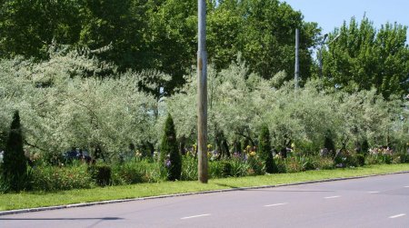 Zorən cinayətkar, yaxud Ağır xəstəlik keçmiş minaaxtaranı nəyə məcbur etdi