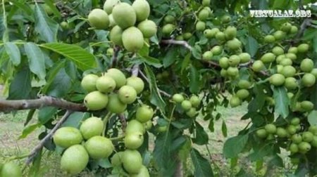 Azərbaycanda cəmi 1-2 ilə bol meyvə verən “möcüzəvi” qoz ağacı növü sürətlə yayılır