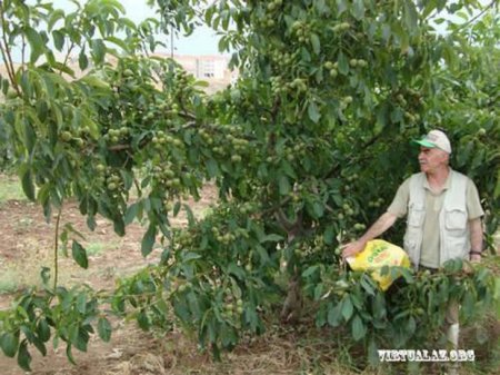 Azərbaycanda cəmi 1-2 ilə bol meyvə verən “möcüzəvi” qoz ağacı növü sürətlə yayılır
