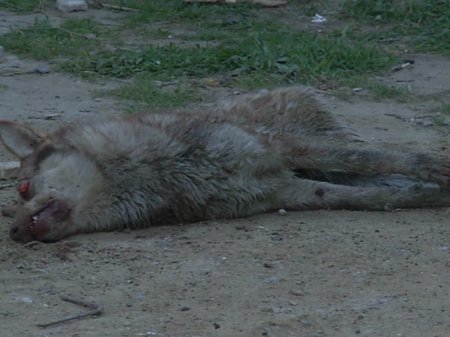 Bakıda canavar insanlara hücum etdi