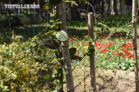 Azərbaycandan Rusiyaya keçən çox təhlükəli “qansoran” və ölkədəki vəziyyət