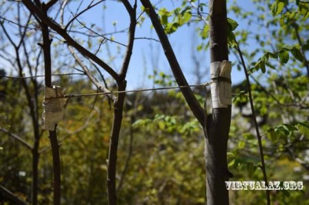 Azərbaycandan Rusiyaya keçən çox təhlükəli “qansoran” və ölkədəki vəziyyət