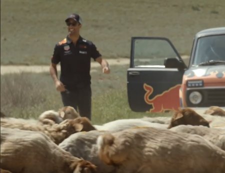 Qoyun sürüsü “Formula-1” pilotlarının yolunu kəsdi