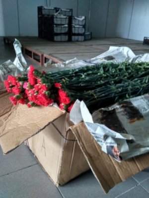 Dağıstan gömrüyü Azərbaycandan aparılan minlərlə qərənfili müsadirə etdi