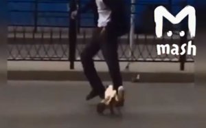 Ördəyin insana hücumu videosu qadağan edildi