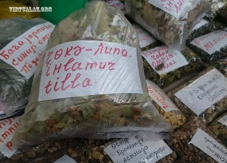 Azərbaycanda dərman bitkilərinin kökünü qazıyırlar...