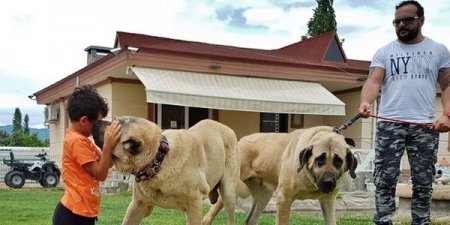 Nazir oğlunun itləri Mais Piriyevi əsəbiləşdirdi
