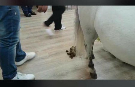  At Hacı Nuranın yanına necə gətirilib? - Hospitaldan AÇIQLAMA 