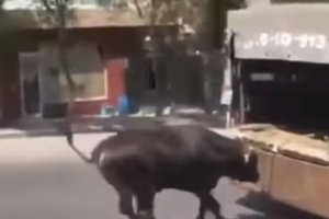 Bakıda inəyə qarşı qəddar hərəkət sosial şəbəkələri ayağa qaldırdı