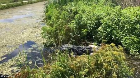 Şok kadrlar: timsah timsahı yedi
