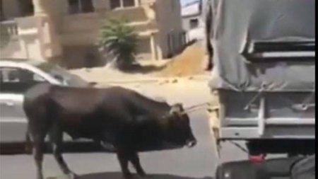 İnəyi avtomobilin arxasına bağlayıb sürüyən şəxs cəzalandırıldı
