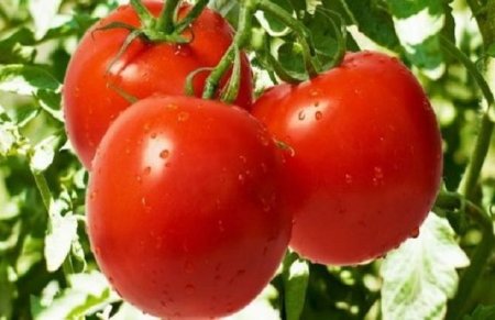 Ruslara pomidora toxunmağa icazə veriləcək