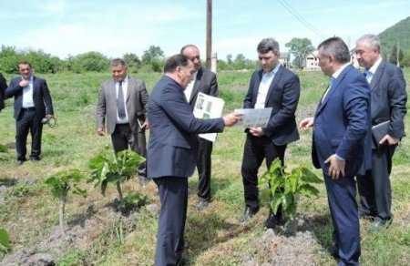 Baş Göynükdə tütün əkənlərin tüstüsü təpəsindən çıxır