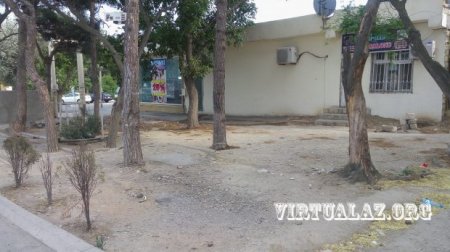 Bakıda cinayət: onlarla ağacı turşu ilə yandırdılar