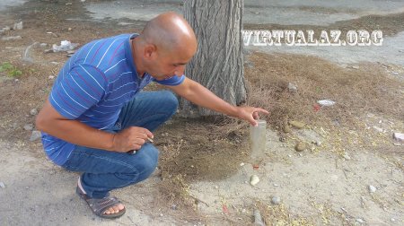 Bakıda cinayət: onlarla ağacı turşu ilə yandırdılar