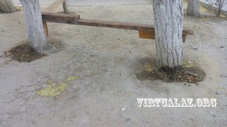 Ağacların dibinə zərərli maddə tökməkdə şübhəli bilinən şəxs tutuldu