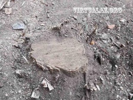 Bakıda yenə ağacları kəsdilər