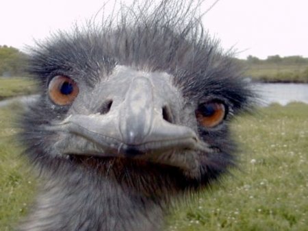 Dəvəquşu zooparkın işçisinə hücum etdi