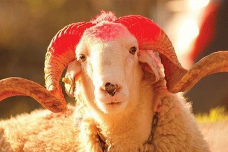 Qurban bayramının dəqiq tarixi açıqlandı