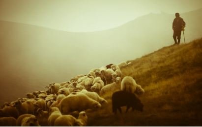 Azərbaycanda heyvanları örüşə buraxmayacaqlar? Azərbaycanda heyvanları örüşə buraxmayacaqlar?