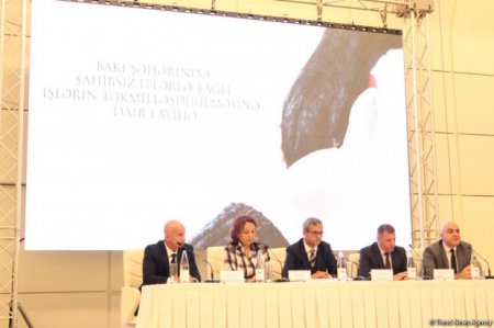 Bakıda sahibsiz itlərin problemi həll olunur