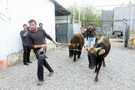 İşsizlərə mal-qara paylandı