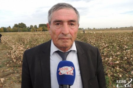 Azərbaycanda ilk dəfə rəngli pambıq yetişdirildi