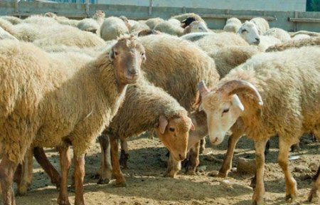 Cəlilabadda heyvan bazarında 8 kiloqrama yaxın narkotik aşkarlandı