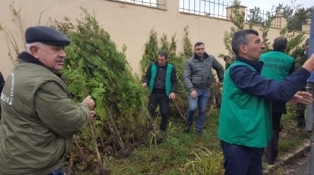Azərbaycanda kütləvi aksiya: on minlərlə ağac əkildi