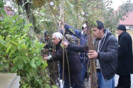 Azərbaycanda kütləvi aksiya: on minlərlə ağac əkildi