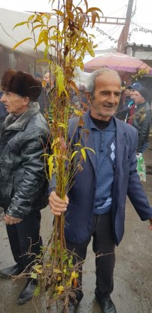 Azərbaycanda kütləvi aksiya: on minlərlə ağac əkildi