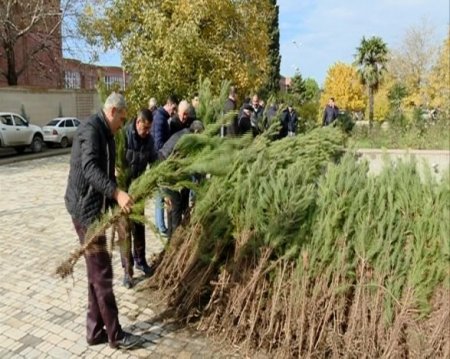 Azərbaycanda kütləvi aksiya: on minlərlə ağac əkildi