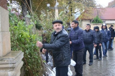 Azərbaycanda kütləvi aksiya: on minlərlə ağac əkildi