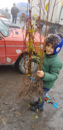 Azərbaycanda kütləvi aksiya: on minlərlə ağac əkildi