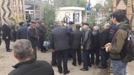 Azərbaycanda kütləvi aksiya: on minlərlə ağac əkildi