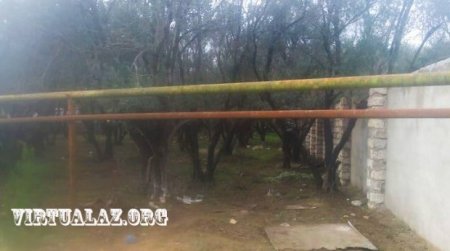 Zabratda zeytun bağını zəbt edib hasarladılar