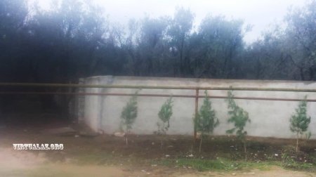 Zabratda zeytun bağını zəbt edib hasarladılar