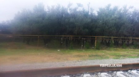 Zabratda zeytun bağını zəbt edib hasarladılar