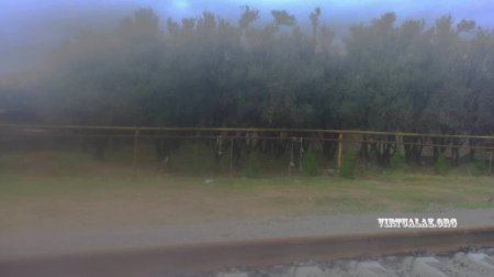 Zabratda zeytun bağını zəbt edib hasarladılar
