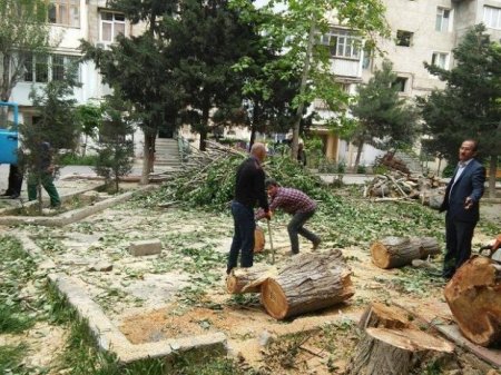 Bakıda yaşıllıqların məhv edilməsinə görə nüfuzlu oliqarx-məmur cəzalandırıldı