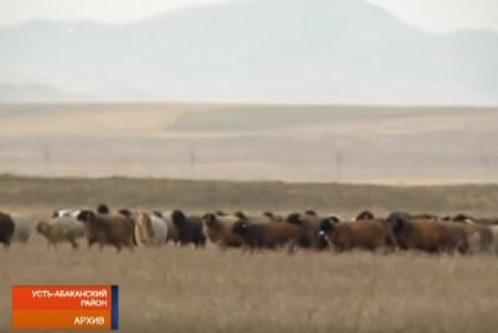 Alışanov Yeni il gecəsi əlil fermerin 1300 qoyununu, inəklərini, cipini oğurlayıb aradan çıxdı...