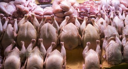 Azərbaycanda geni dəyişdirilmiş yemlə toyuq yetişdirən hansı şirkətdir?