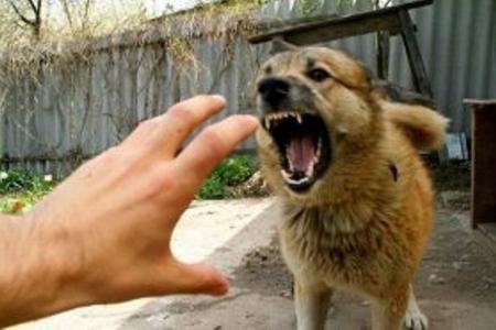 Bakıda sahibsiz itlər problemi təhlükəli miqyas alır Bakıda sahibsiz itlər problemi təhlükəli miqyas alır