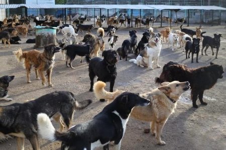 Bakıda sahibsiz itlər problemi təhlükəli miqyas alır