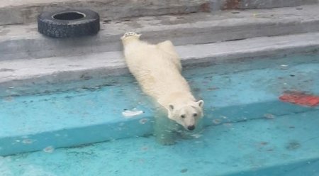 Ağ ayı zooparka cütləşmək üçün yeni gətirilmiş rəfiqəsini öldürdü